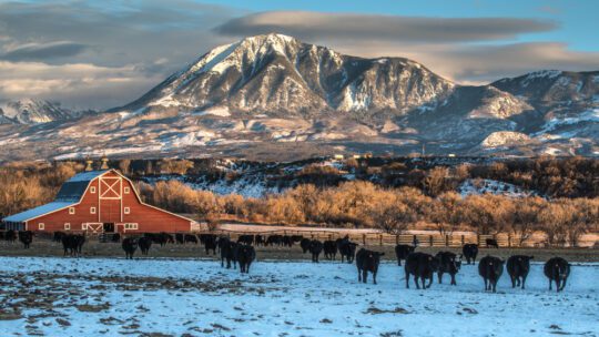 Winter Ranching Scene in Western Colorado